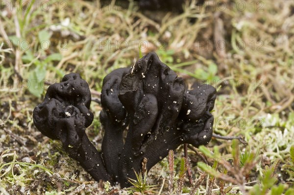 Sand Earth-tongue