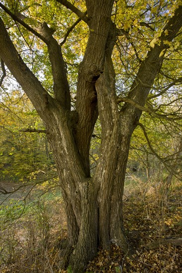 Field maple