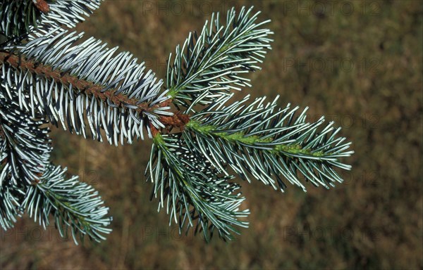 Delavay's delavay's silver-fir