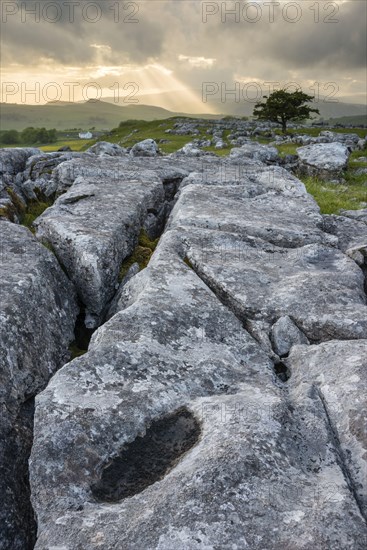 Limestone cliffs and common hawthorn