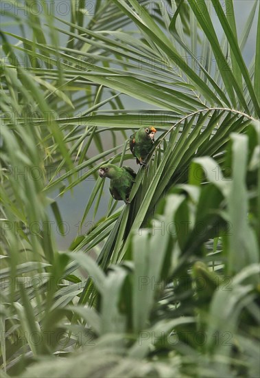 Red-fronted parrot