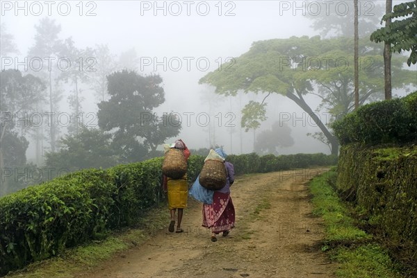 Tea plant