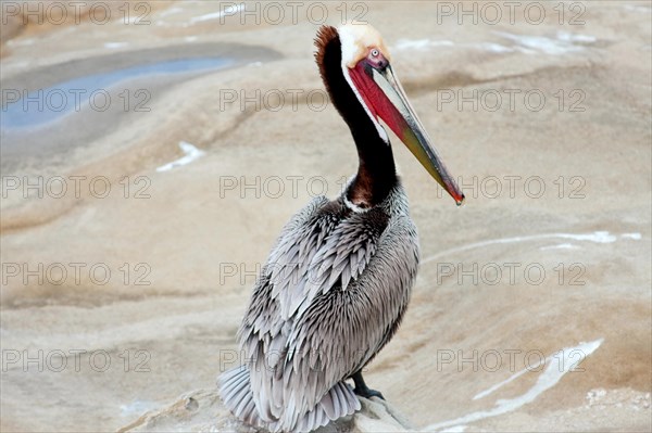 California Brown Pelican in La Jolla