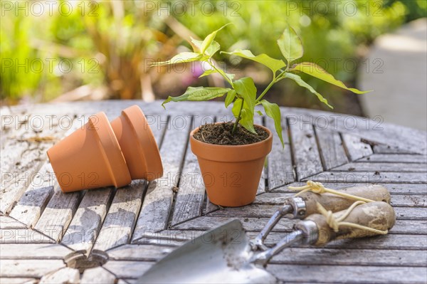 Freshly planted plant
