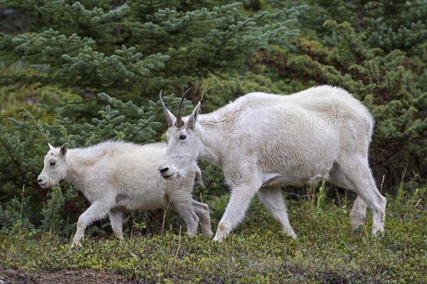 Rocky Mountain mountain goat