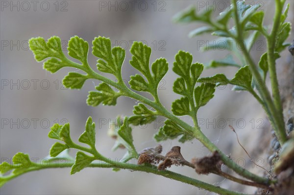 Wall rue