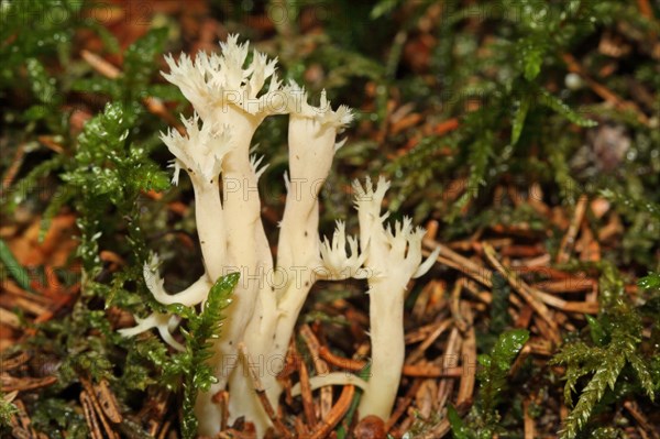 White coral mushroom