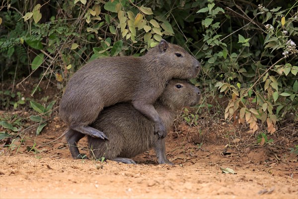 Capybara