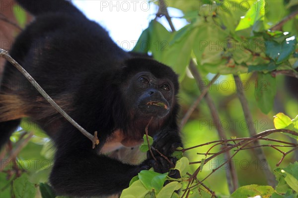 Mantled howler monkey