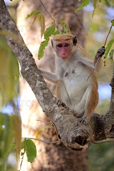 Toque macaque