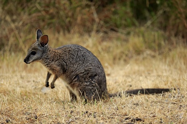 Tammar wallaby