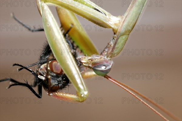 Praying mantis