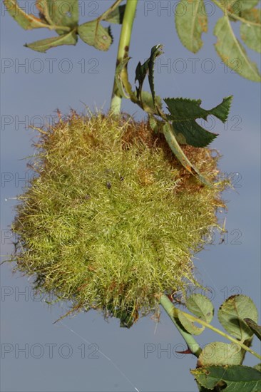 Rose gall wasp