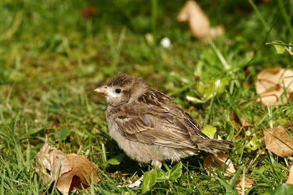 House sparrow