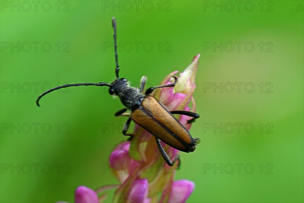 Pale yellow lace neck buck