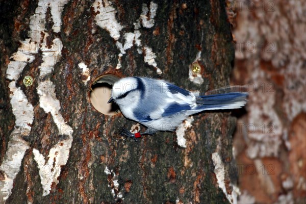 Blue Tit