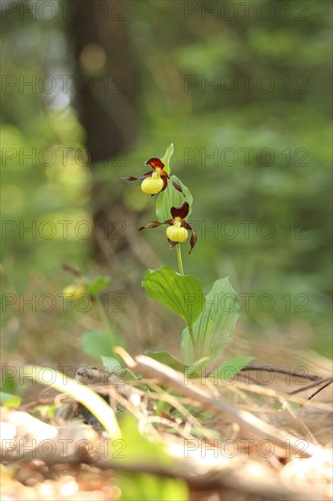 Yellow lady's slipper