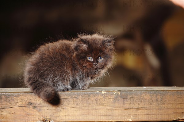 British Longhair