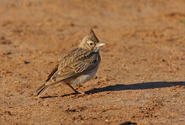 Crested Lark