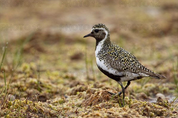 European golden plover