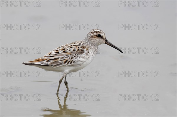 Adult Broad-billed Sandpiper