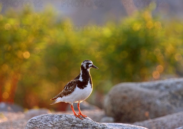 Ruddy ruddy turnstone