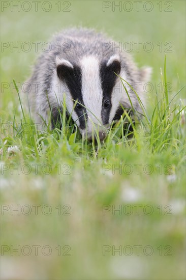 Eurasian Badger