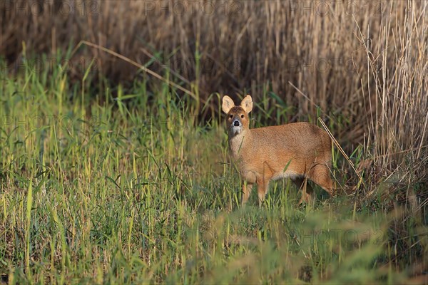 Chinese Water Deer