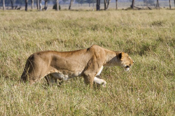 Masai Lion