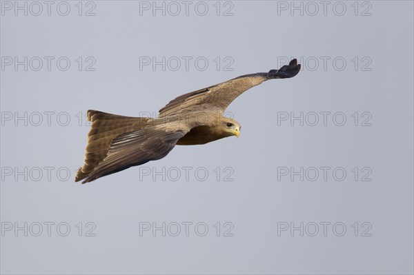 Yellow-billed Kite