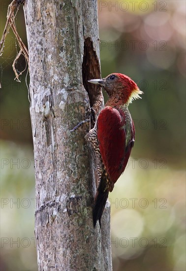 Banded Woodpecker