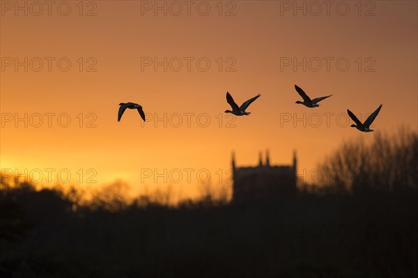 Pink-footed goose