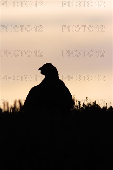 Red Grouse