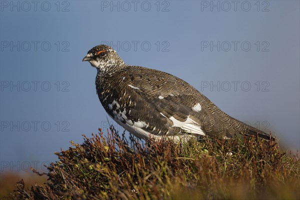 Rock ptarmigan