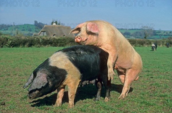 Domestic pig