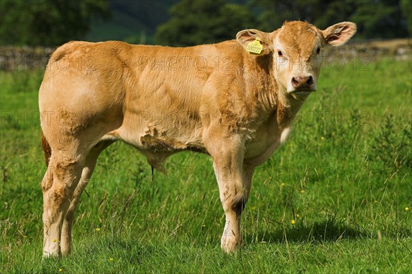 Domestic cattle