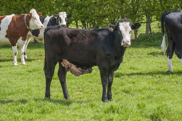 Domestic cow