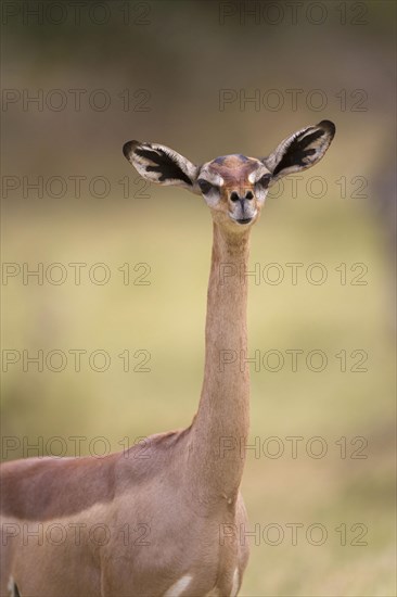 Gerenuk