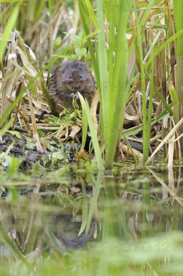 Eastern vole