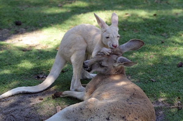 Red kangaroo