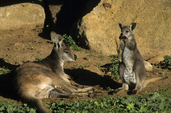 Common wallaroos