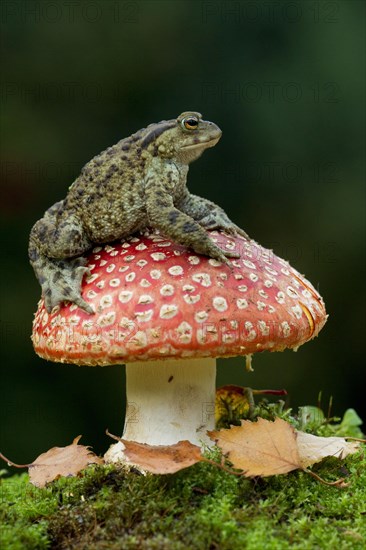 Common Toad