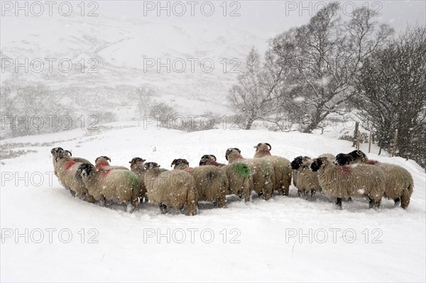 Domestic Sheep