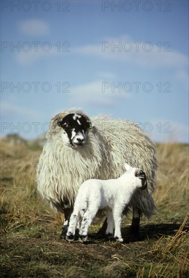 Scottish Blackface Sheep