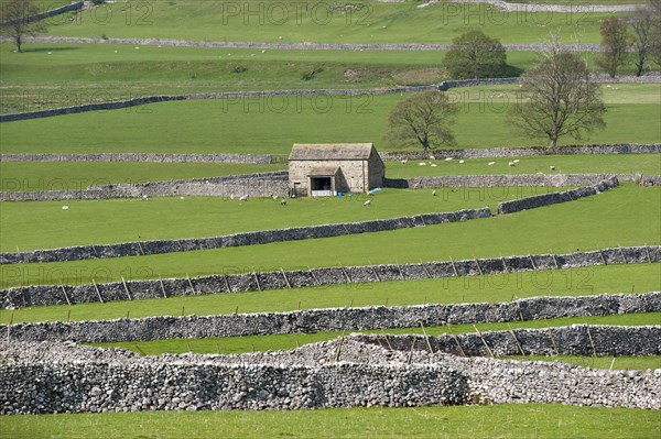 View of farmland with limestone drystone walls and barn