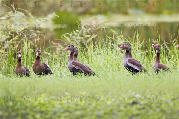 Autumn whistling duck