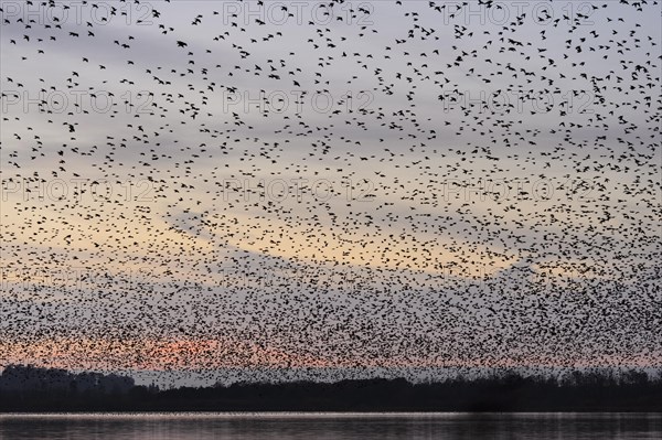 Common common starling