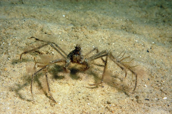 Ghost crab