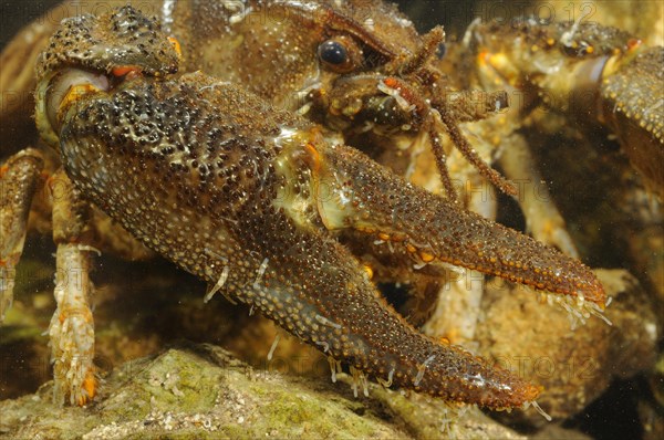 White-clawed Freshwater Crayfish