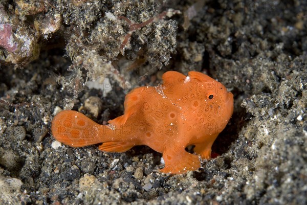 Round spotted frogfish